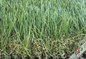 مكافحة ساكنة العشب الأخضر العشب الاصطناعي للشرفة ، 40-50 ملم ارتفاع المزود
