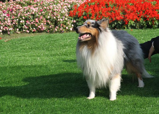 خارج طبيعي المظهر الكلب العشب الاصطناعية مادة الزينة العشب PE 0