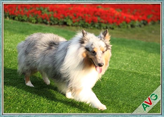 الصين مقاومة للأشعة فوق البنفسجية الكلب الحيوانات الأليفة العشب الاصطناعي / تركيب صديقة للبيئة العشب الاصطناعي المزود