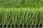 FIFA Turf Football Grass 40mm Football العشب الاصطناعي لكرة القدم المزود