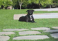خارج طبيعي المظهر الكلب العشب الاصطناعية مادة الزينة العشب PE المزود