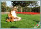 6800 Dtex Easy Care Pet Artificial Turf Grass Carpet لشرفة مأدبة / حيوان أليف المزود
