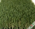 الثقيلة المرور حديقة العشب الاصطناعي في الهواء الطلق السجاد / العشب الاصطناعي العشب المزود