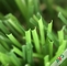 سطح كثيف جديد العشب الاصطناعي مع شعور اليد الناعمة وجذابة اللون المزود