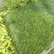 العشب الاصطناعي لكرة القدم ثنائي اللون مع ثلاثة جذوع من السطح الكثيف وخيط قائم قائم المزود